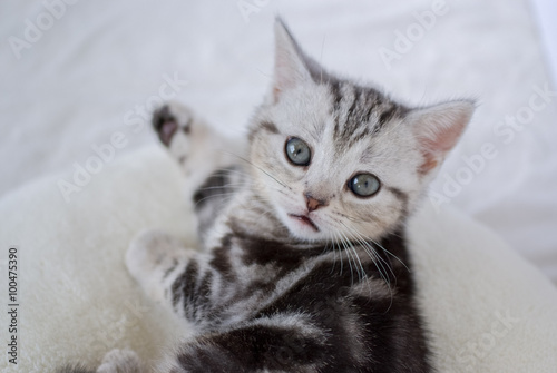 A serious looking kitten. 真剣なまなざしの子猫