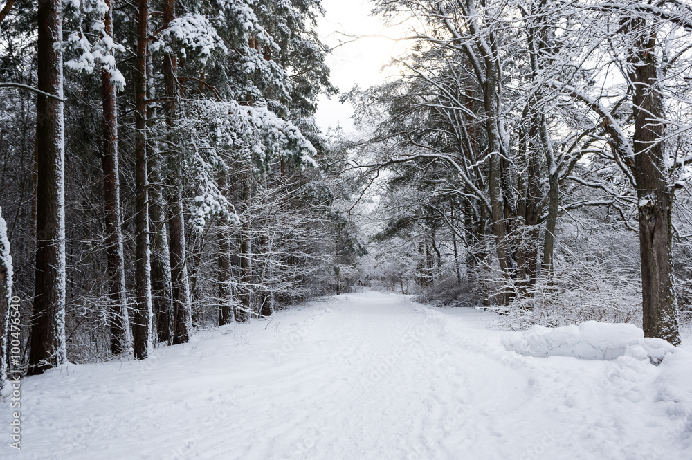Trees in a winter forest Trees in a winter forest