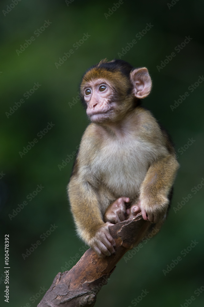 Barbary Macaque (Macaca Sylvanus)/Baby Barbary Macaque perched on the end of a tree branch Barbary Macaque (Macaca Sylvanus)/Baby Barbary Macaque perched on the end of a tree branch