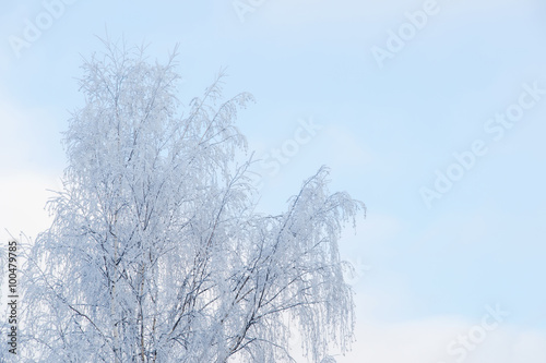 Frosty tree and blue sky