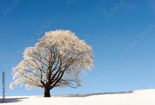 Winter tree in snow in winter