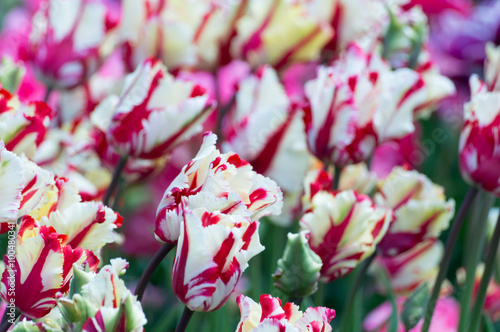 Fototapeta Naklejka Na Ścianę i Meble -  Flowerbed full of tulips - Flaming Parrot