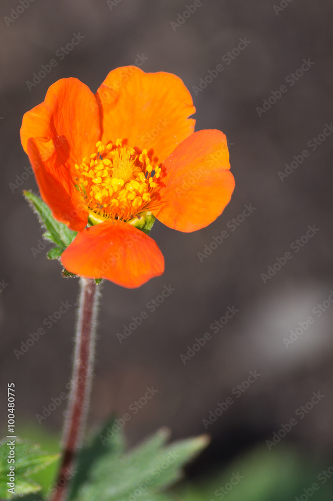 Red avens - Close up