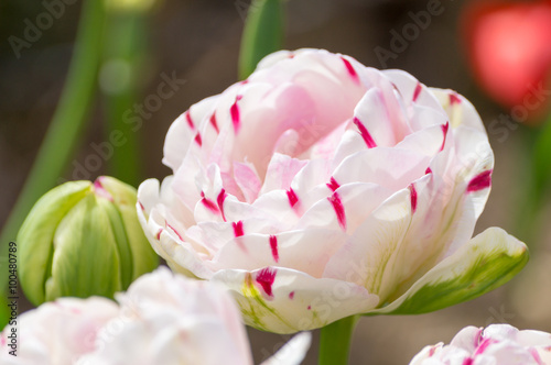 Fototapeta Naklejka Na Ścianę i Meble -  Tulip - Carnival de Nice - Close up