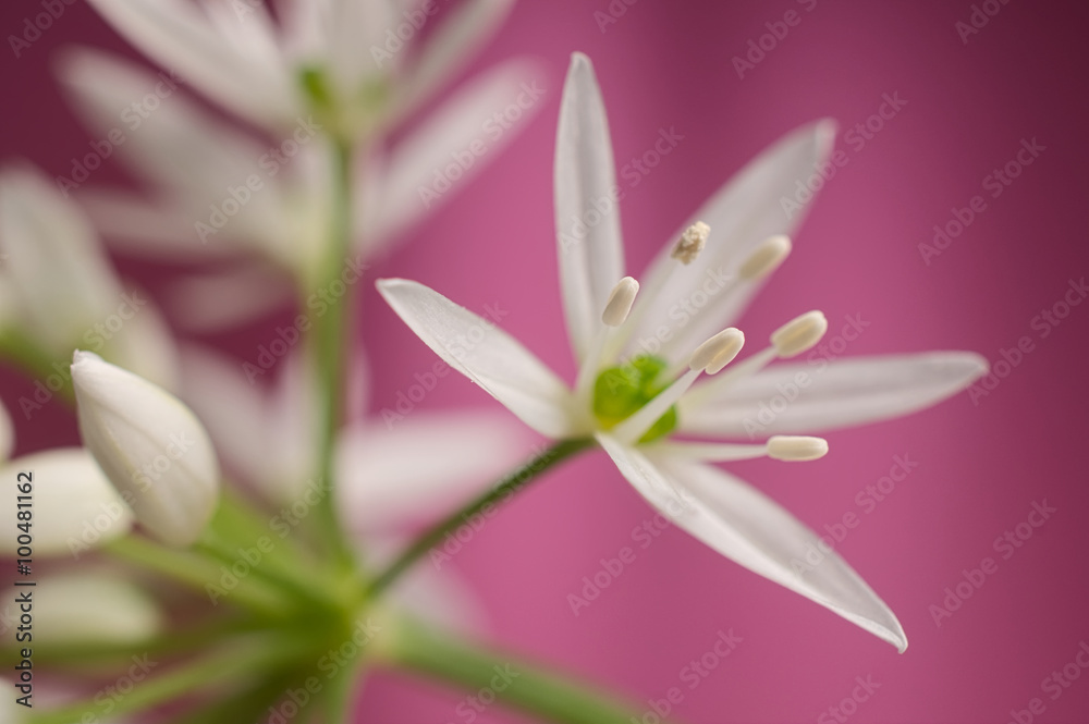 Fototapeta premium Ramsons bear garlic flower petals and stamen against pink backgr