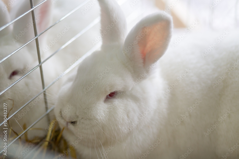 Fototapeta premium Big white rabbit in the cage