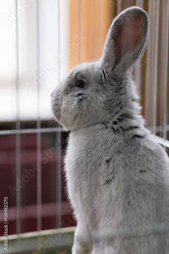 Big gray rabbit in the cage