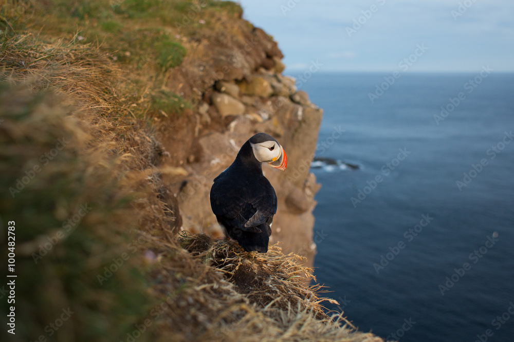 Obraz premium Pulcinella di Mare