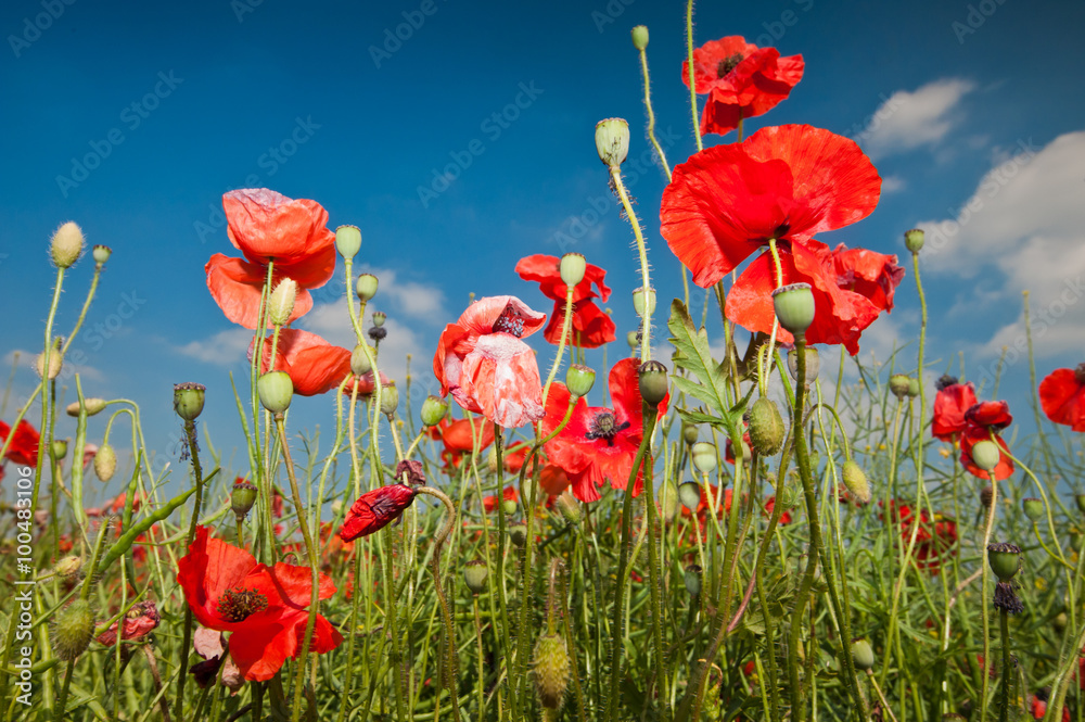 Obraz premium Poppies, close up