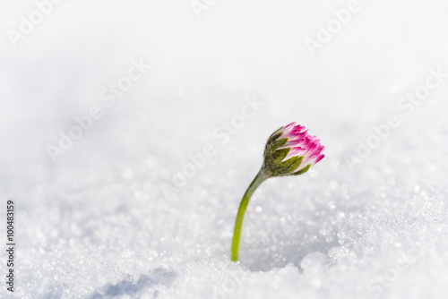 Obraz na plátne Flower that emerges from the snow