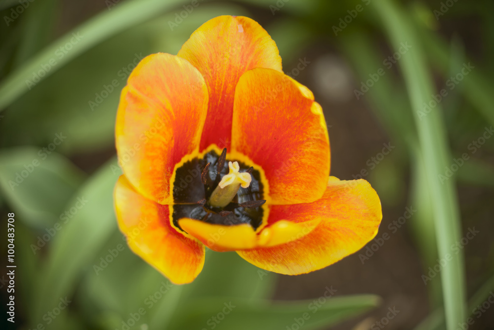 Tulip Bienvenue in the garden. It refers to the view Tulip Bienvenue in the garden. It refers to the view