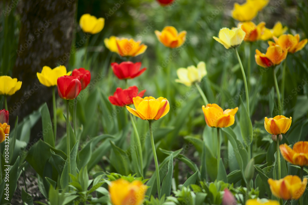 Red, yellow and orange tulips in the garden Red, yellow and orange tulips in the garden