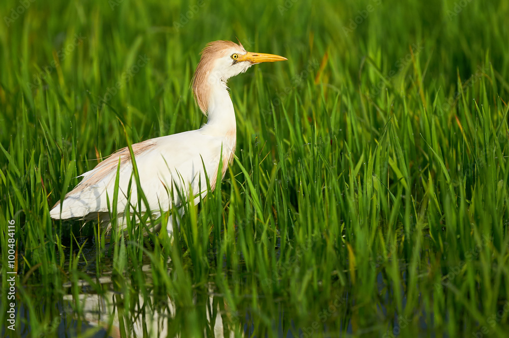 Obraz premium Cattle Egret in paddy field