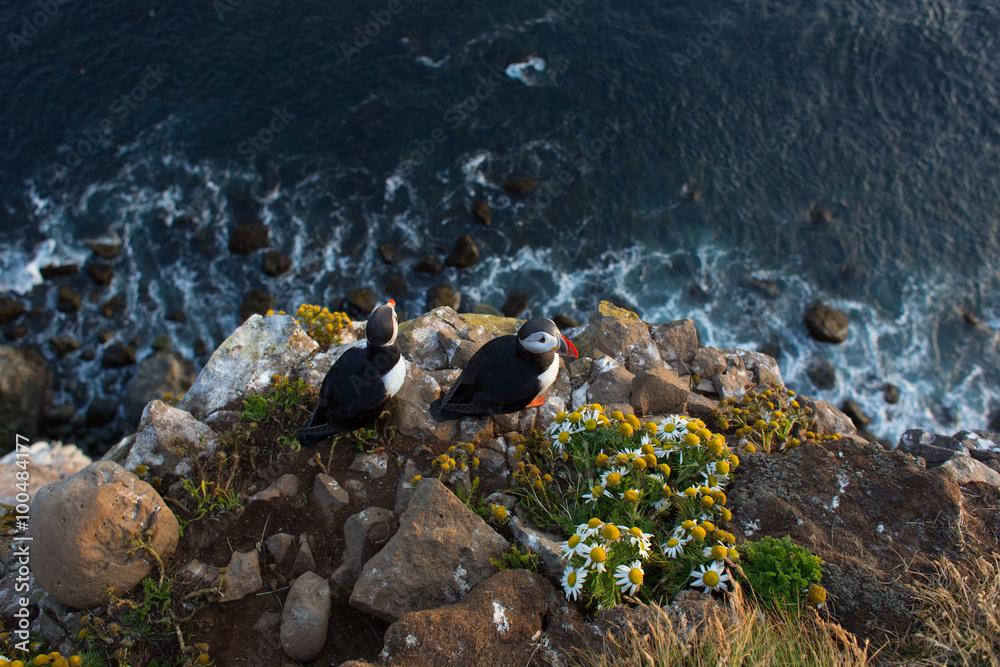 Obraz premium Pulcinella di Mare