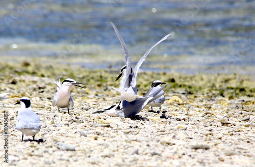 Schwarznacken-Seeschwalbe (Sterna sumatrana)