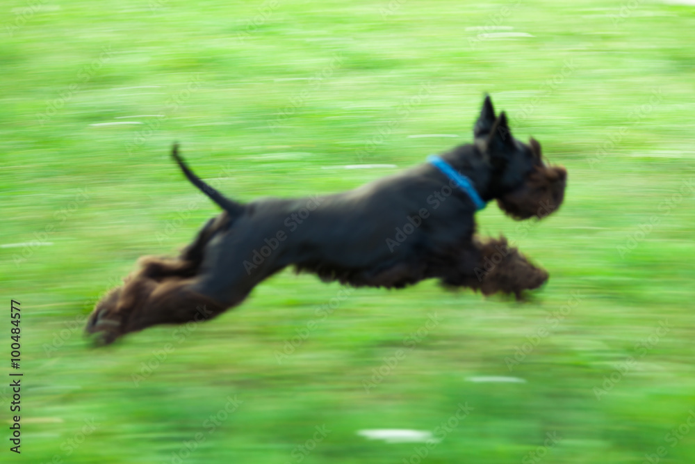 Black schnauzer running along the green meadow Black schnauzer running along the green meadow