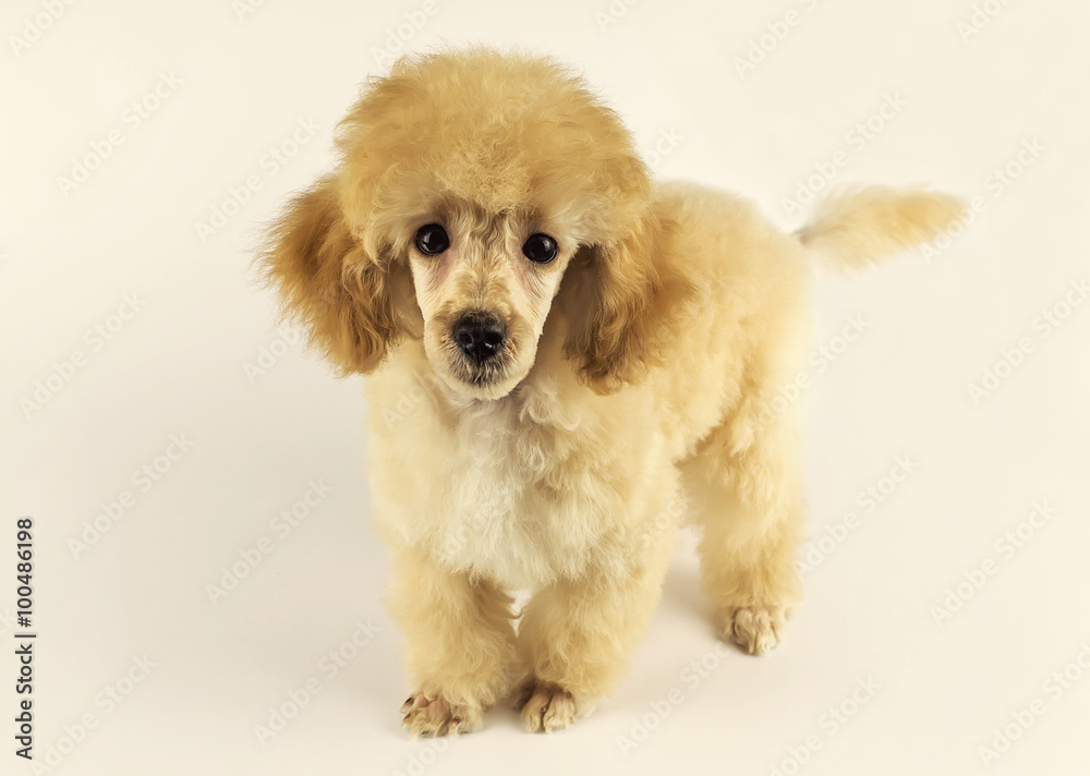 cute poodle puppy looking at you cute poodle puppy looking at you