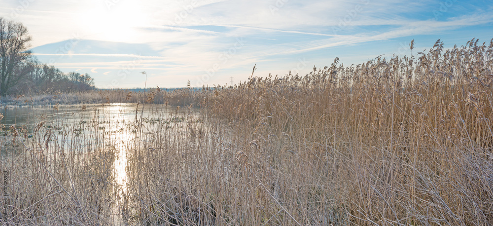 The shore of a frozen lake in sunlight The shore of a frozen lake in sunlight