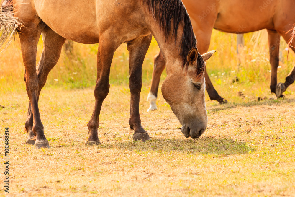 Fototapeta premium Majestic graceful brown horses in meadow.