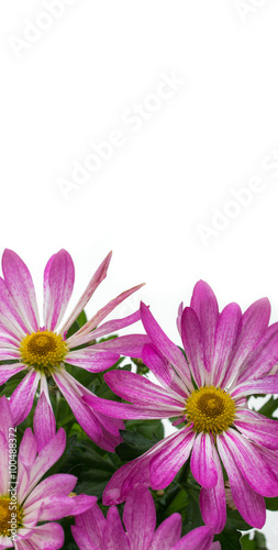 background with flowers