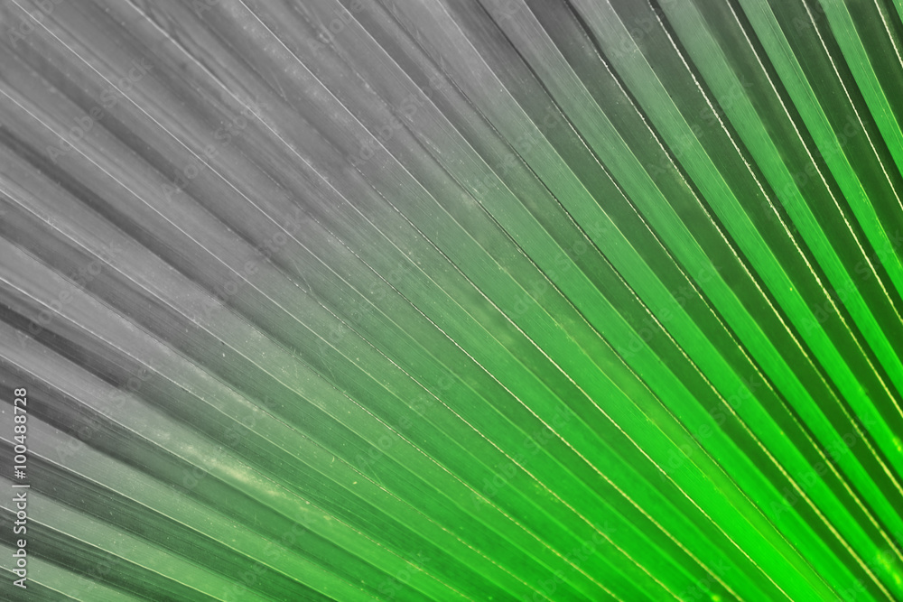 Obraz premium Palm leaf, retro stylization, close-up