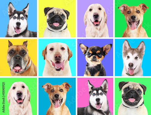 Portraits of cute dogs on colorful backgrounds