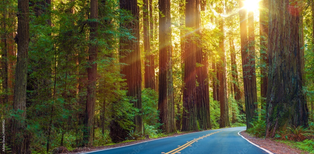 Obraz premium Słynna autostrada Redwood