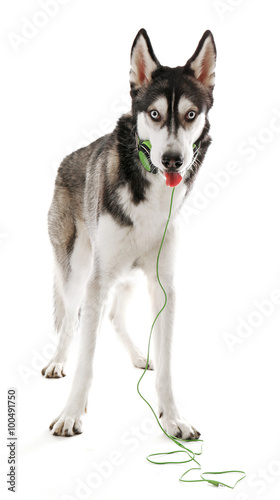 Siberian Husky in headphones  isolated on white