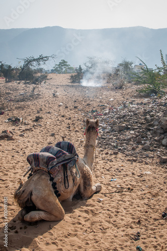 A camel resting in a desert.