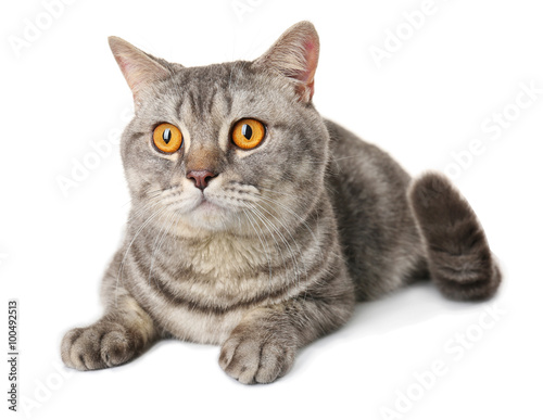 Fototapeta Naklejka Na Ścianę i Meble -  Grey cat isolated on white background