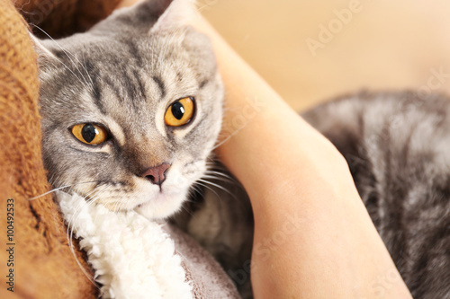 Woman holding lovely grey cat, close up