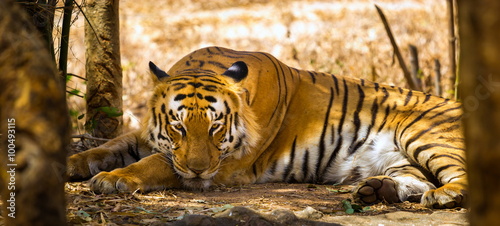 Tiger in a national park in India. These national treasures are now being protected, but due to urban growth they will never be able to roam India as they used to.  photo