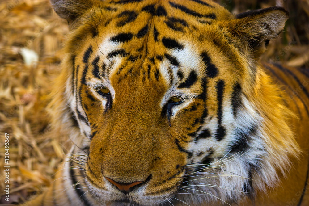 Fototapeta premium Tiger in a national park in India. These national treasures are now being protected, but due to urban growth they will never be able to roam India as they used to. 