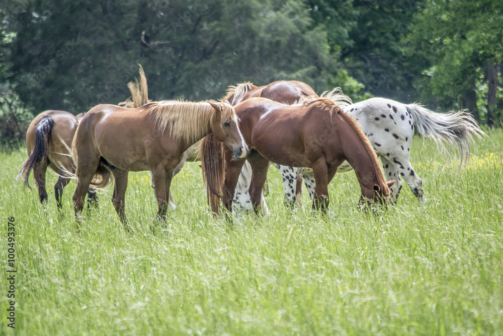 Fototapeta premium Horses from a Valley