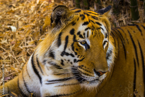 Tiger in a national park in India. These national treasures are now being protected  but due to urban growth they will never be able to roam India as they used to. 