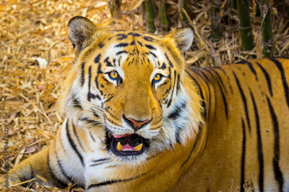 Tiger resting in a national park in India. These national treasures are now being protected, but due to urban growth they will never be able to roam India as they used to. Tiger resting in a national park in India. These national treasures are now being protected, but due to urban growth they will never be able to roam India as they used to.