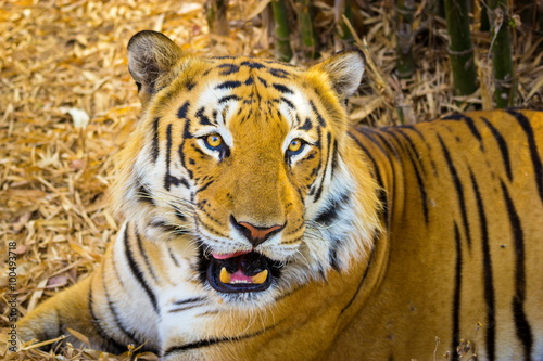 Tiger resting in a national park in India. These national treasures are now being protected  but due to urban growth they will never be able to roam India as they used to. 