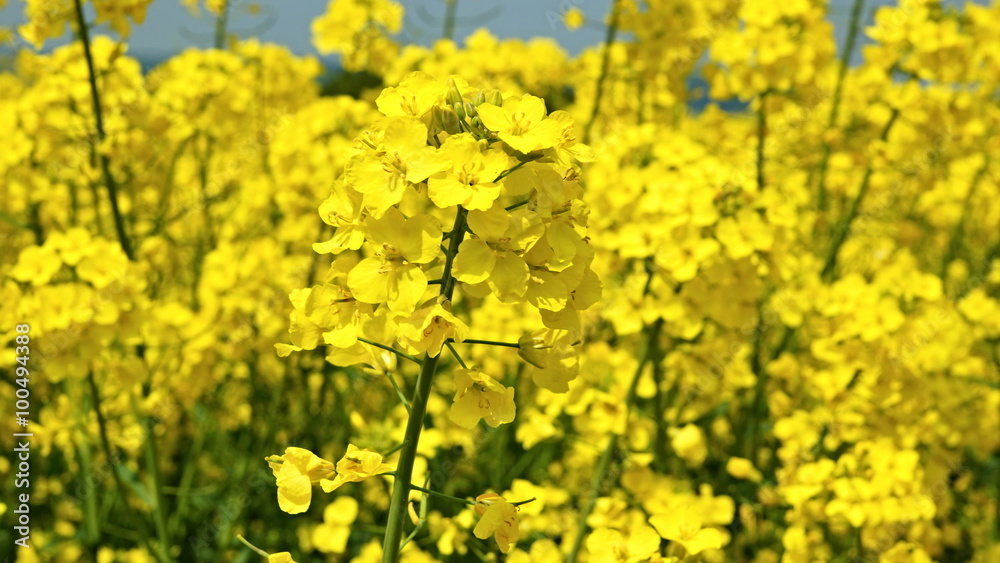 Yellow rape seed flowers in field