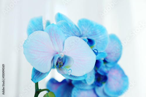 Beautiful blue orchid flowers, close up