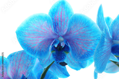 Beautiful blue orchid flower on white background