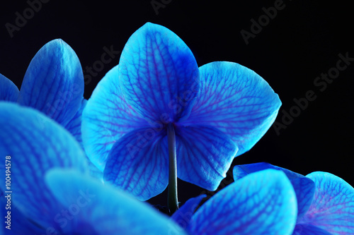 Fototapeta Naklejka Na Ścianę i Meble -  Beautiful blue orchid flower on black background