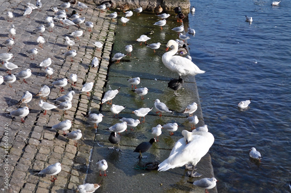 Obraz premium Viele Möwen und zwei Schwäne am Zürichsee, in der Stadt Zürich