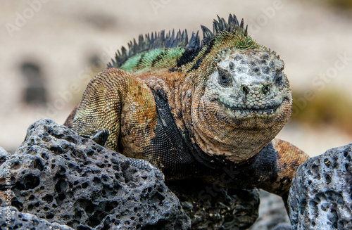 miling iguana. The marine iguana on the black stiffened lava.