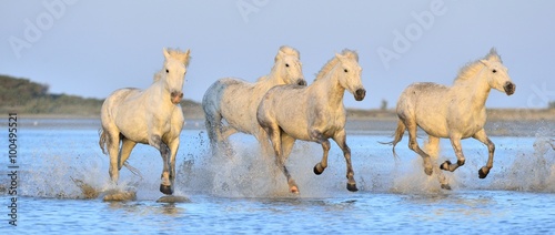 Fototapeta Naklejka Na Ścianę i Meble -  Herd of White Camargue Horses running on the water .