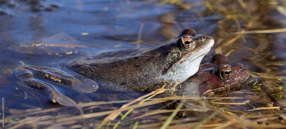 he common frog (Rana temporaria) mating, also known as the European common frog, European common brown frog, or European grass frog