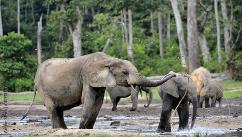  The African Forest Elephant  Loxodonta africana cyclotis. At the Dzanga saline  a forest clearing  Central African Republic  Dzanga Sangha