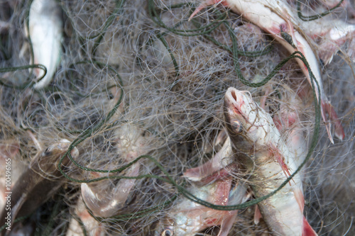 Fresh fish in a fisherman's trap