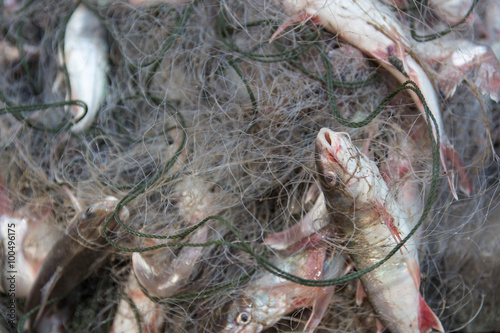 Foto Fresh fish in a fisherman's trap