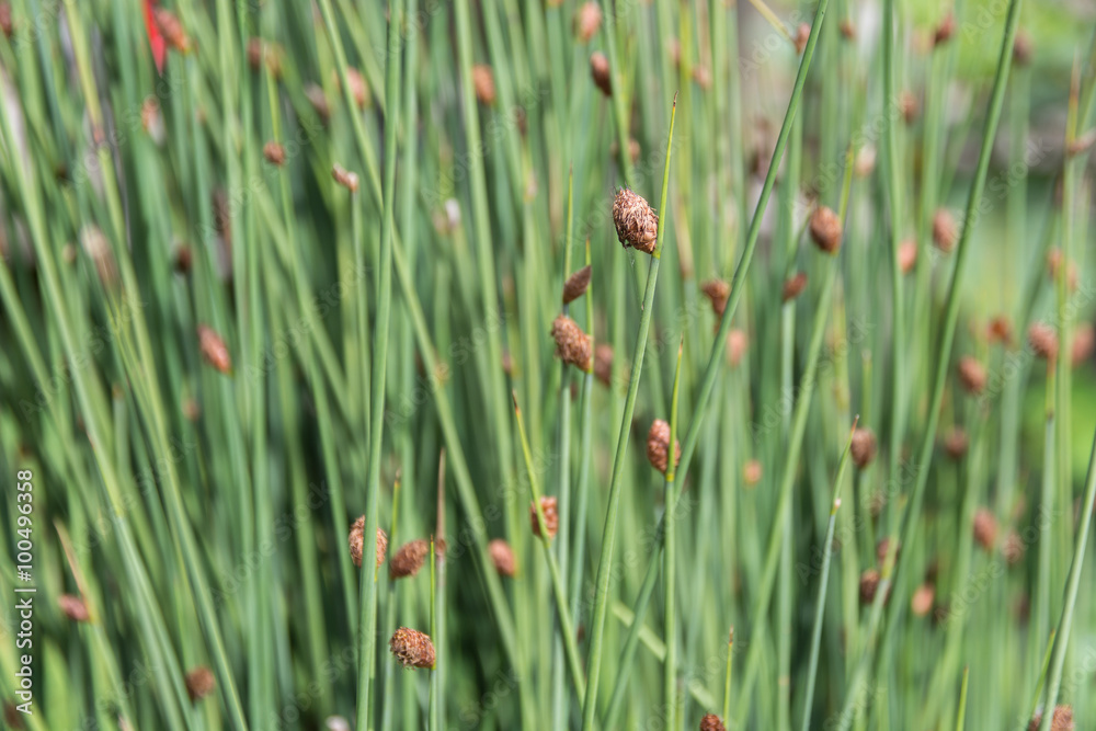 Selective focus of Bulrushes (Lepironia Articulata) Selective focus of Bulrushes (Lepironia Articulata)