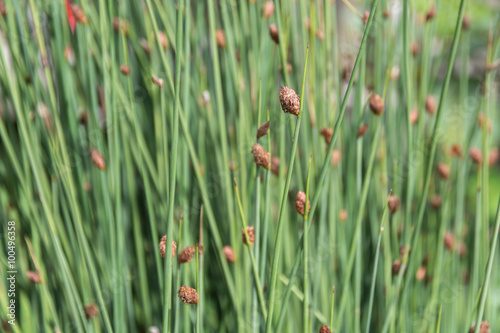 Selective focus of Bulrushes (Lepironia Articulata)